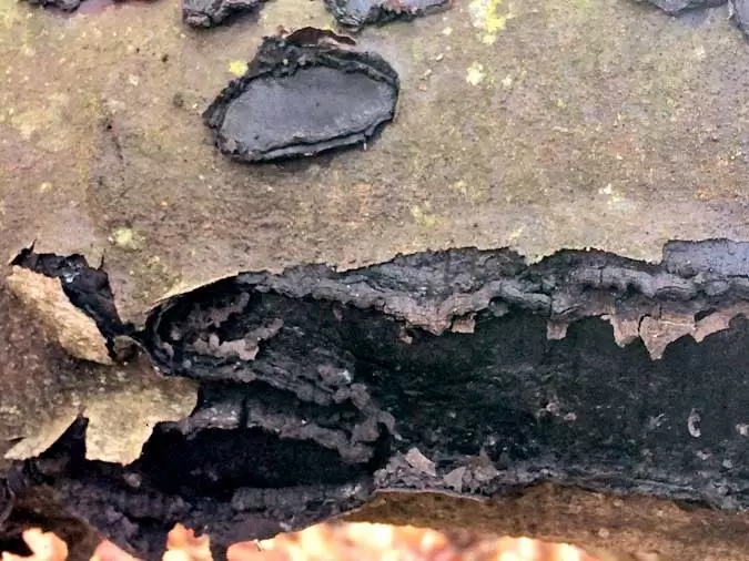 ff 11 Biscogniauxia nummularia 1