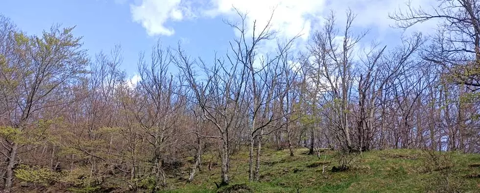 ff 11 Biscogniauxia nummularia 2