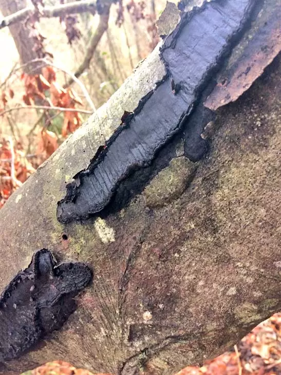 ff 11 Biscogniauxia nummularia 3