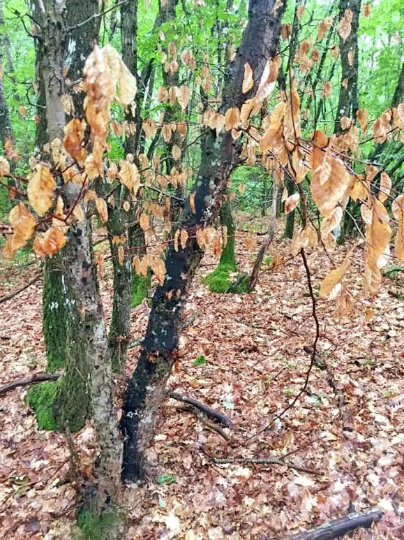 ff 11 Biscogniauxia nummularia 4