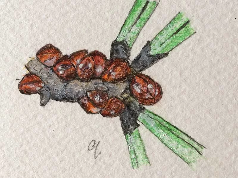 ff-12-Toumeyella_parvicornis-1