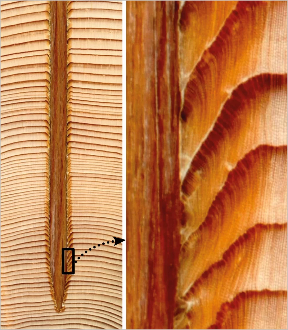 nw08 Chiodi di legno 1