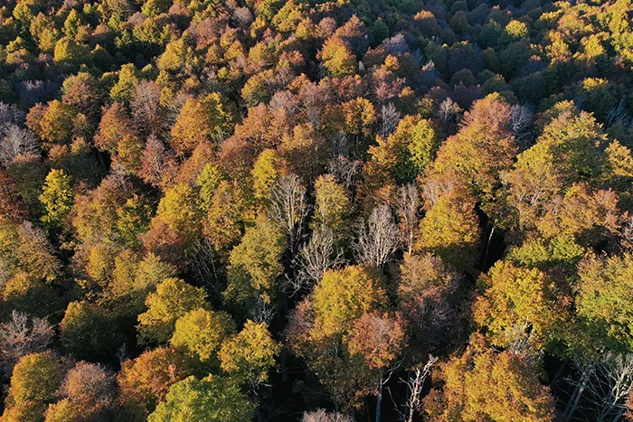 Database Foreste italiane