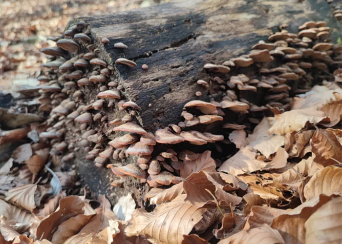 Funghi