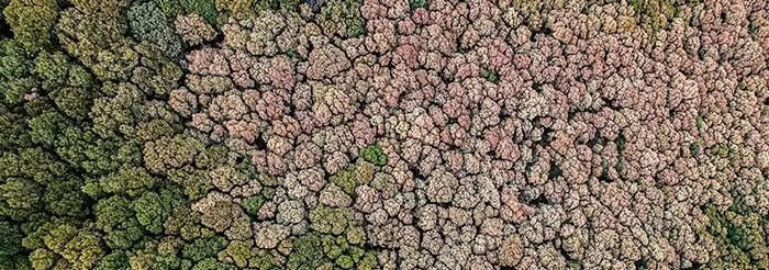 Valorizzazione del legno