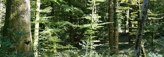 nuovo programma forestale regionale della calabria