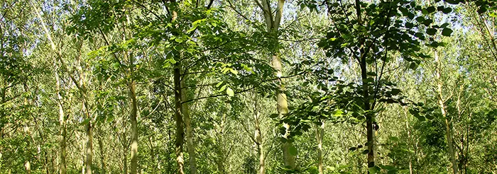 Valorizzazione del legno