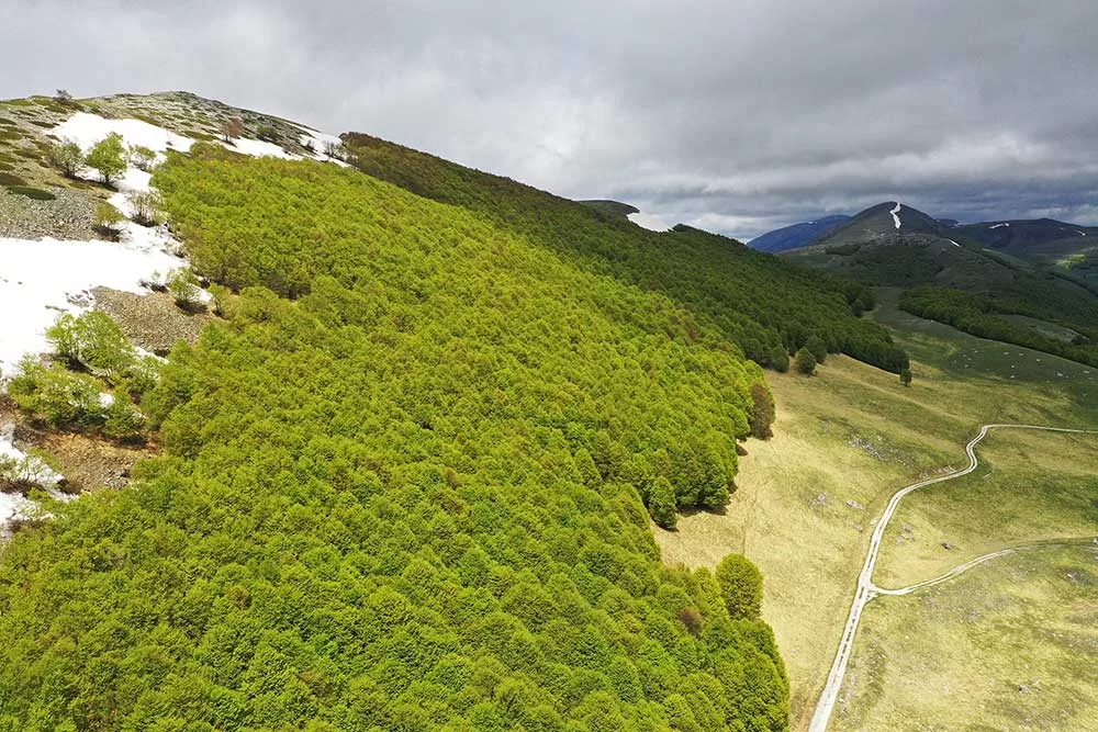 Carta Forestale Italiana