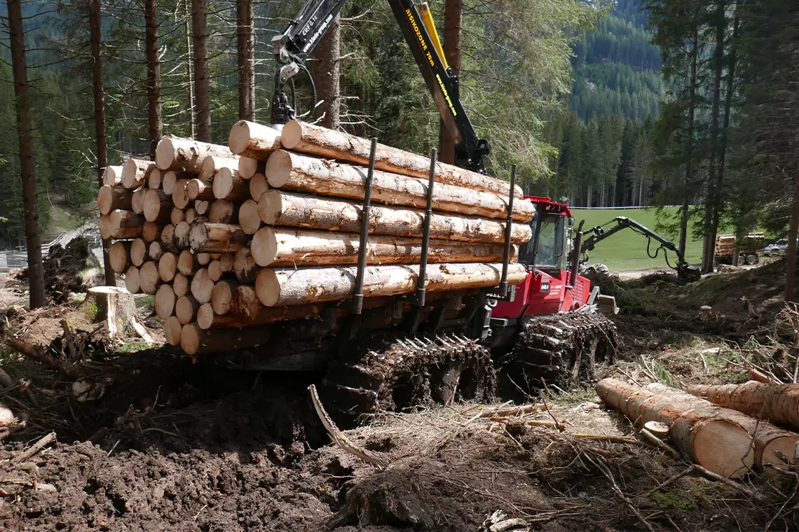boschi vetusti macchina