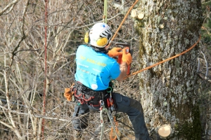 Normativa e tree climbing