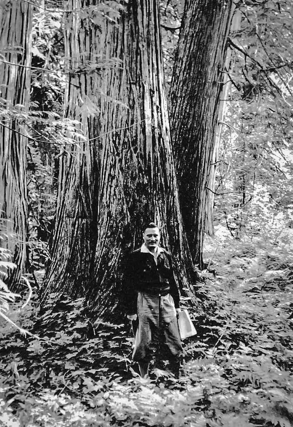 nl672 P Alla ricerca della selvicoltura perfetta 1