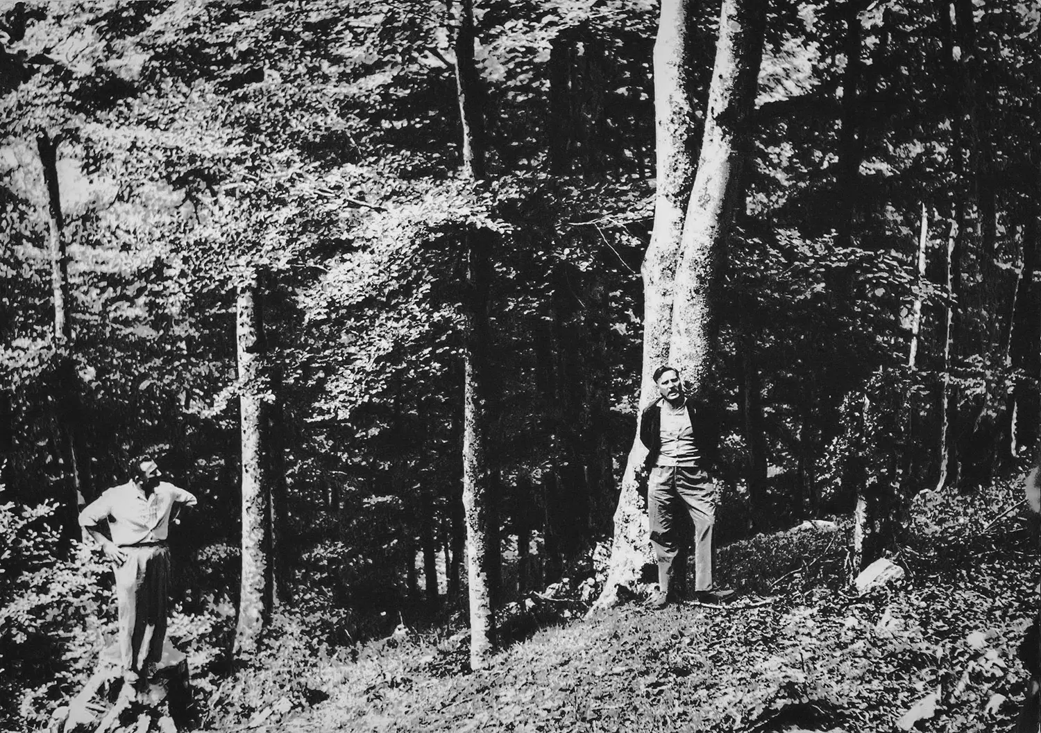 nl672 P Alla ricerca della selvicoltura perfetta 2