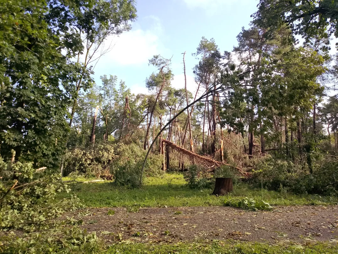 Aspetti selvicolturali fitosanitari dei soprassuoli forestali 1