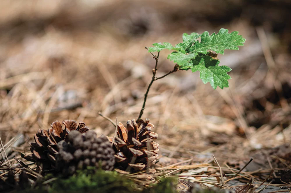 Manifesto per una selvicoltura piu vicina alla Natura