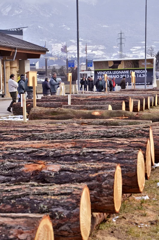 nl764 NN1 Asta di legname 2