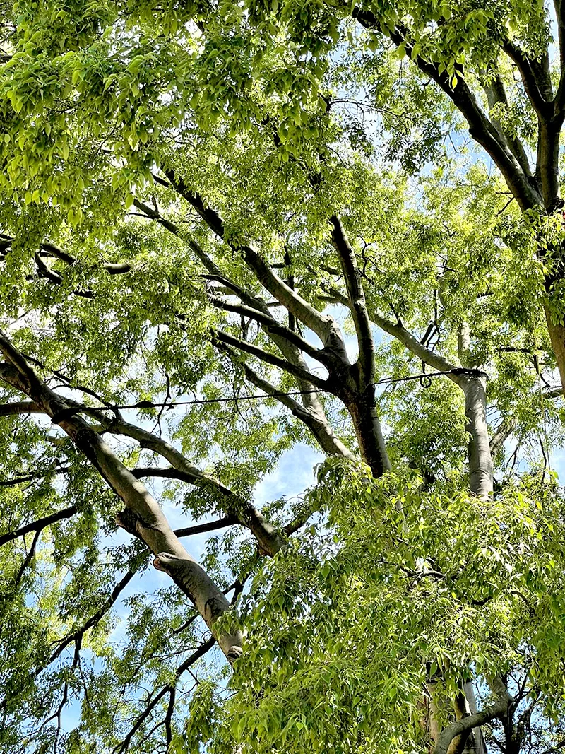 nl80 tp n4 Ancoraggi in arboricoltura 2