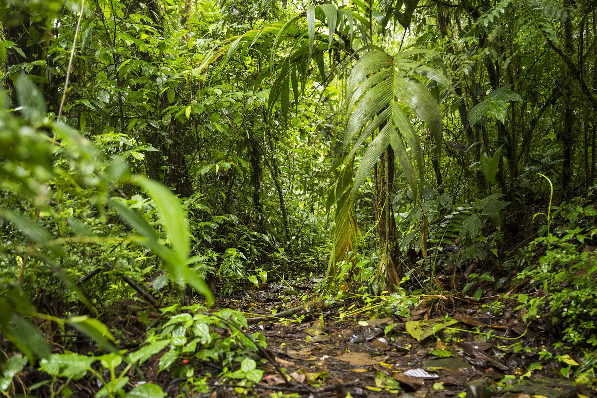 vista della foresta pluviale fertile verde costa rica