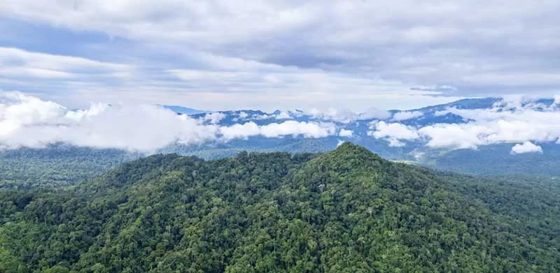 Forest news Papua