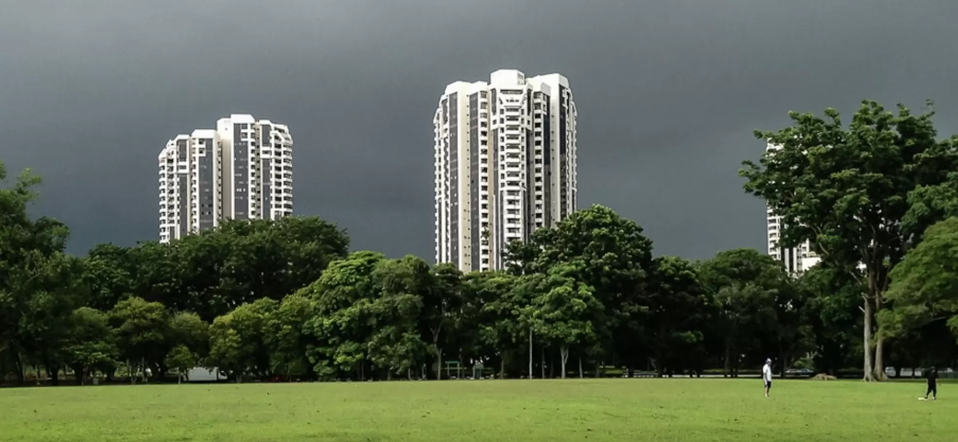 Tree_cities_2024.jpg