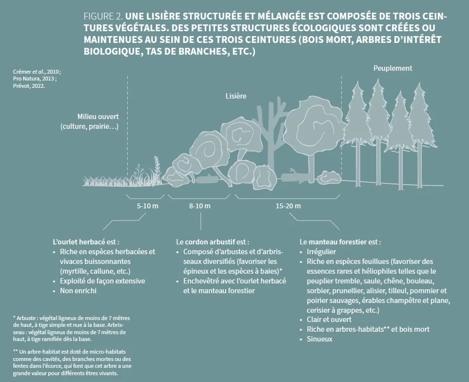 Foret_Nature_ecotoni