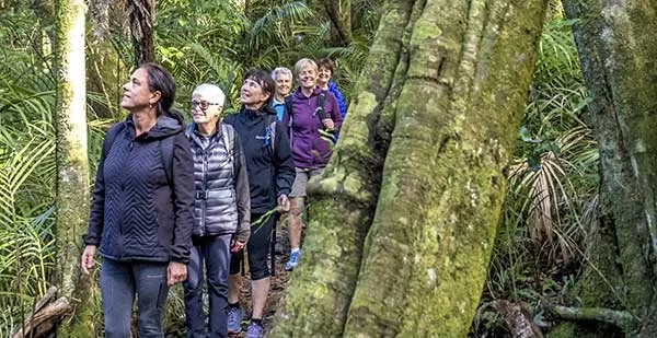 Nuova Zelanda Forest BATHING