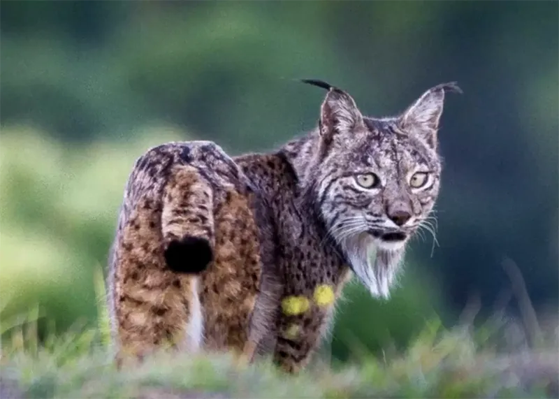 Re wilding Lince Iberica