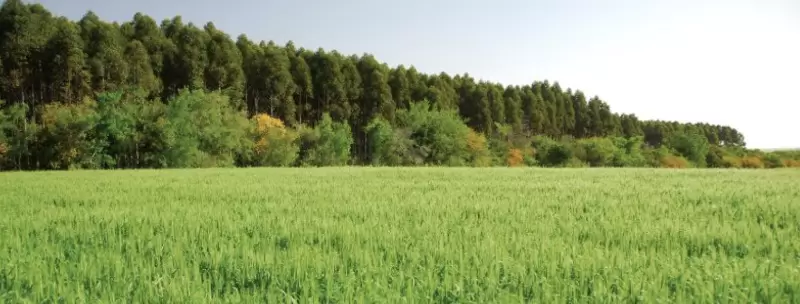 Uruguay agroforestry