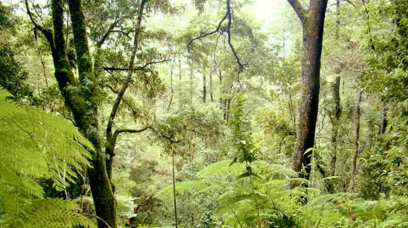 Cile foreste native