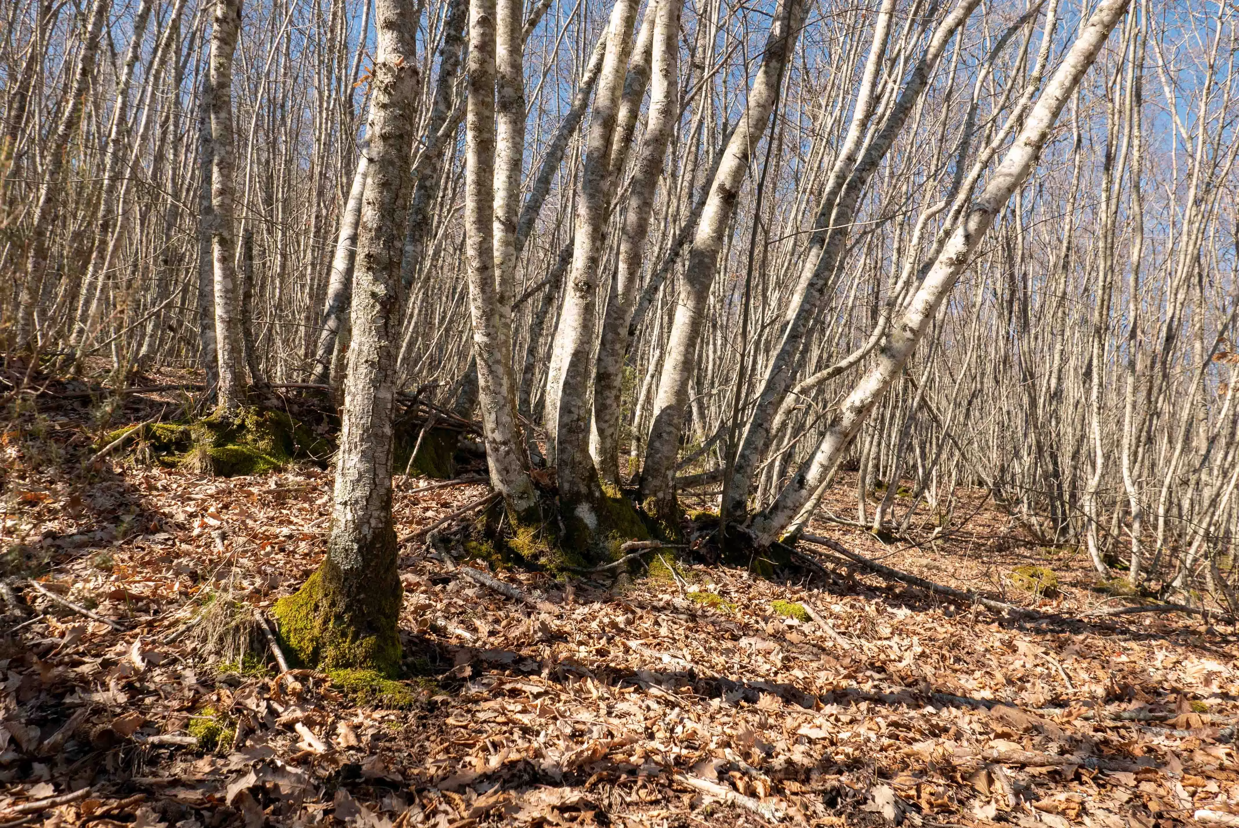 foreste private low